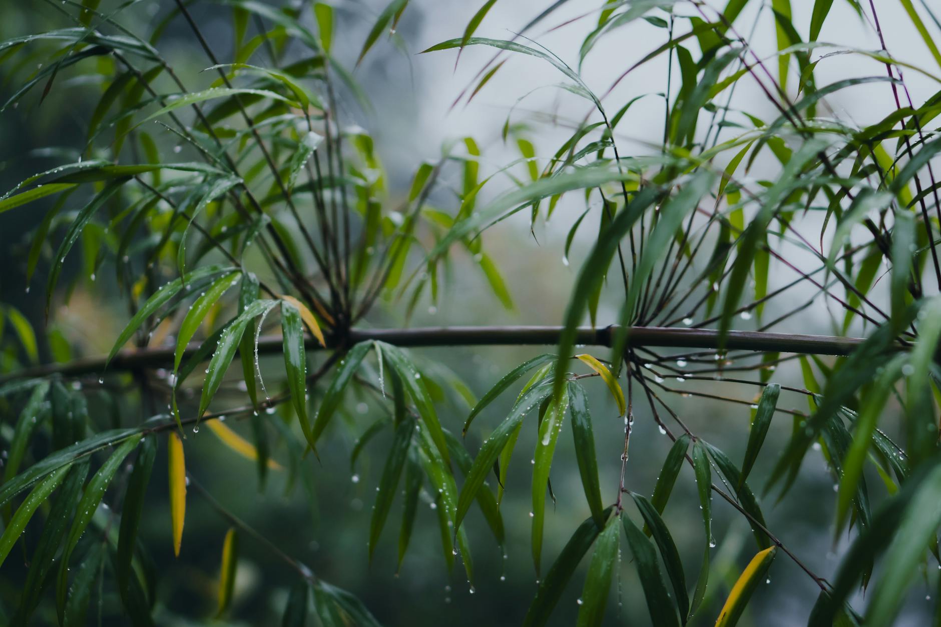 close up of dew on bamboo leaves in misty jungle
